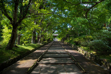 緑のトンネルが続く寺院の景色