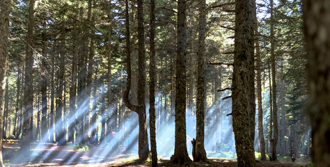 Obraz premium Uludage forest