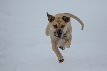 Hund hüpft durch den Schnee