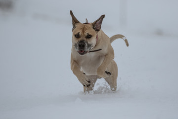 Hund hüpft durch den Schnee