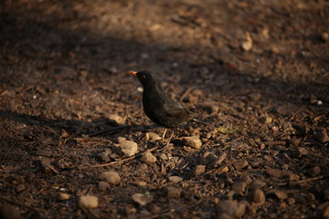 Bird on the ground (not edited)