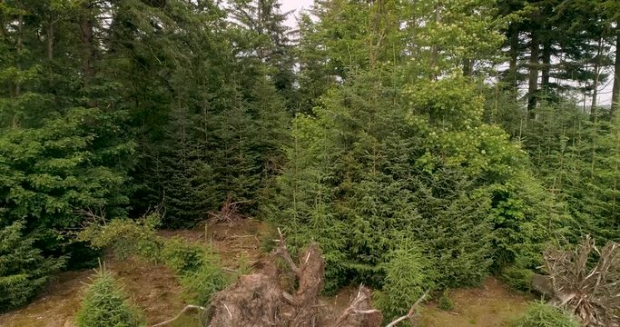 Reveal Shot: Flying from Tree Trunk over the Trees to the Plains of the Drents Friese Wold, Friesland, The Netherlands &ndash; 4K Drone Footage