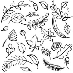 Sketch Hand drawn Set of fall leaves. Forest design elements.vector illustration.