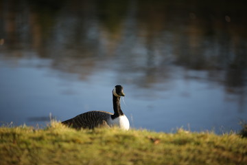 Canada goose portrait (not edited)