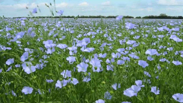 Flax flowers in a crop field