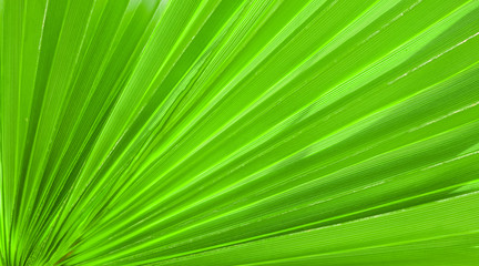 Palm leaf texture for background
