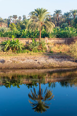  Nile River Banana Plantation 