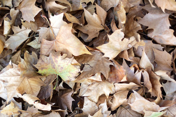 Pile of fallen autumn leaves on the ground