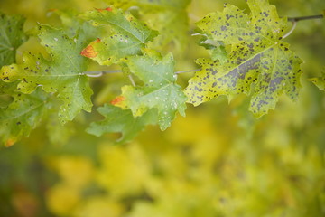Colorful leaves in autumn forest.  Velez-Rubio, Almeria,Spain - 303955175