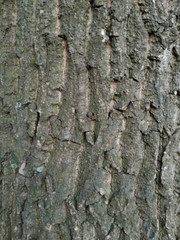 Nature background - tree trunk texture - Ustanicka, Konjarnik, Vozdovac, Belgrade, Serbia