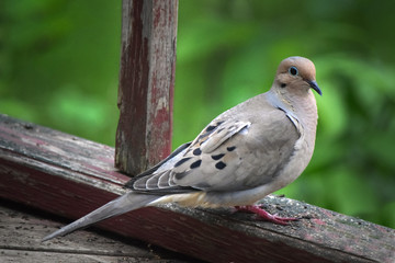 Mourning Dove on Wood Railing