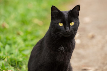 Naklejka na ściany i meble Bombay black cat portrait with yellow eyes and attentive look outdoors in nature