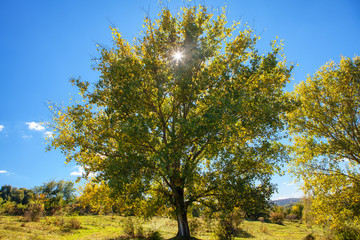 sun shining through green leaves in the park