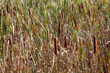 background of dry reed on the swamp