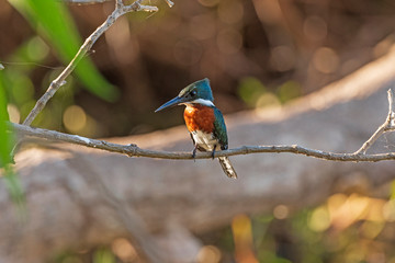 Green Kingfisher on a Wetland Tree