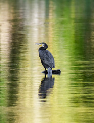 cormoran in the green