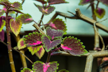rosario, santa fe ,argentina
