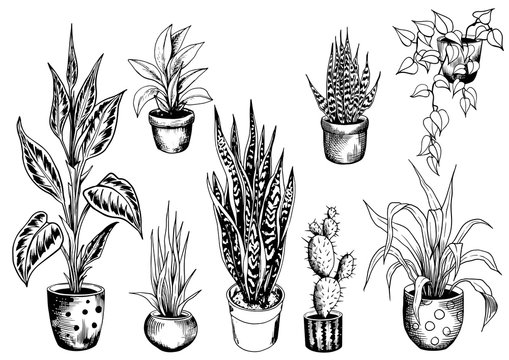 One continuous line drawing potted snake plant Vector Image