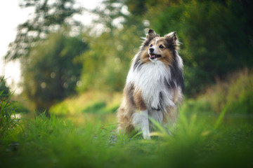 dog in the park