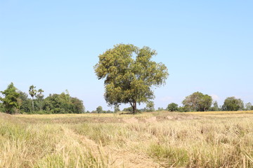 Fototapeta premium Big tree in the Thai rice field