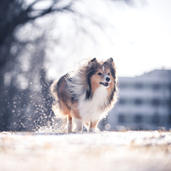 Obraz na płótnie Canvas dog running in the snow