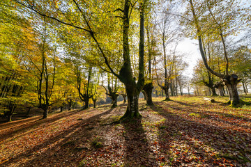 Fototapeta premium Otxarreta beechwood in the gorbea natural park in the Basque country.