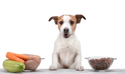 Natural feeding for dogs. small Jack Russell Terrier chooses a meal. Raw food versus dry food.