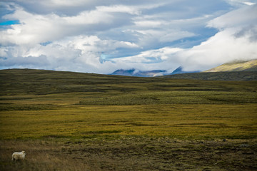 Sheep in between the mountains of Iceland
