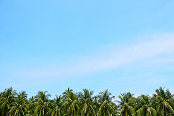 Fototapeta na wymiar Coconut palm tree leaf with blue sky and cloud background. Summer beach concept.