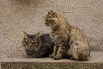 Fototapeta premium Two cats sitting on a grey antique wall