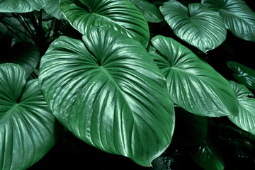 Fototapeta na wymiar Tropical green leaf texture background.