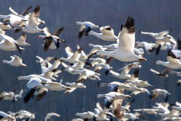 A large flock of Snow Geese circle a lake during the spring migration.