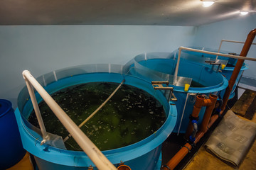 Round tanks for growing sturgeons in fish farm