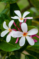 Fototapeta premium plumeria are tropical trees famous