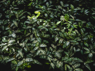 Green leaves pattern background, Natural background and wallpaper .Dot on leaf