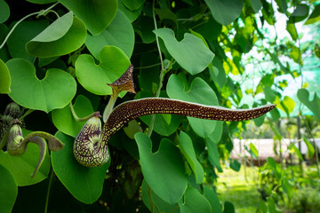 Pelicans Flower (Aristolochia ringens Vahl) or gaping dutchman's pipe flower . Close up