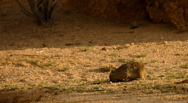 Here In The Photo We See A Very Magnificent Groundhog In Africa.