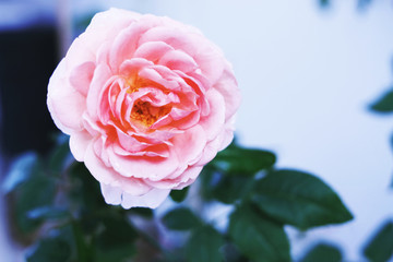 Pink rose blossom on white background