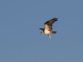 Ospray (Pandion haliatus) Flying in Blue Sky After Succesful Fishing