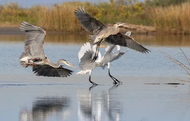 The adult great blue heron is chasing the juvenile one and scared two great egrets fishing nearby