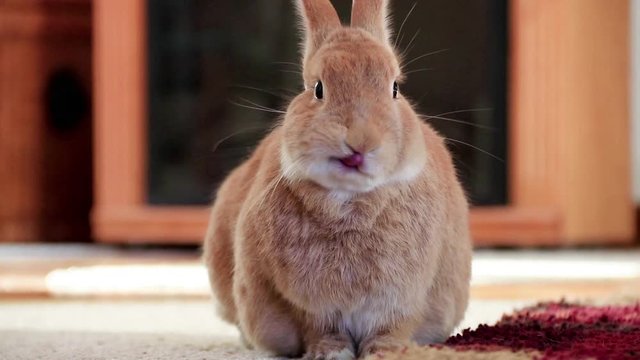 Rufus Rabbit picks up head and moves mouth and licks lips, funny and cute, warm vintage retro tones