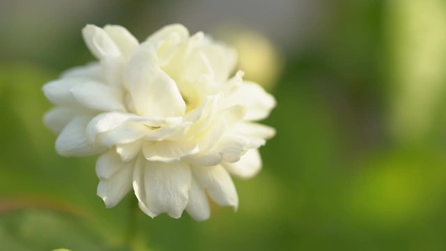 close up of beautiful jasmine sambac flower