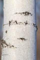 Birch bark tree trunk nature background.
