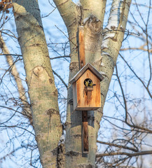 Great tit made of wooden birdhouse, winter landscape.