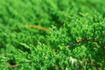 Beautiful green leaf  texture background with warm light