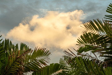 Fototapeta na wymiar Beautifully lit up white cloud framed by palm tree leaves.
