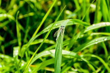 Libelle, Insekt -  Natur, Tiere