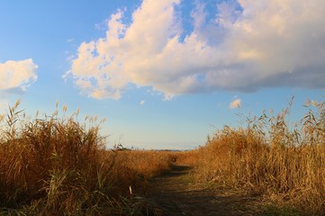 空　雲　秋　風景　渡良瀬　栃木