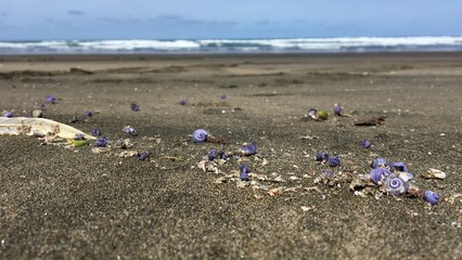 Fototapeta na wymiar Purple snail on beach