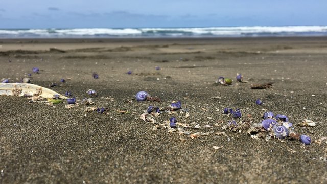 Purple Snail On Beach